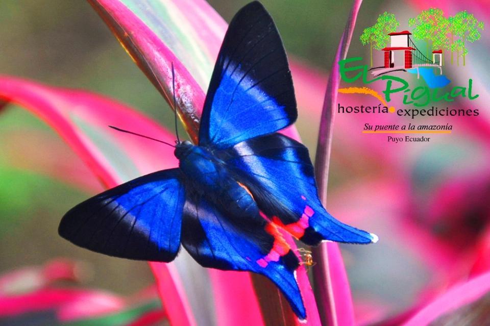 Hosteria Finca El Pigual Puyo Esterno foto